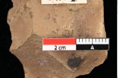 Foto (Detailansicht) von Asterocalyx styriacus Ettingshausen (NHMW-GEO-2024-0188-0418)